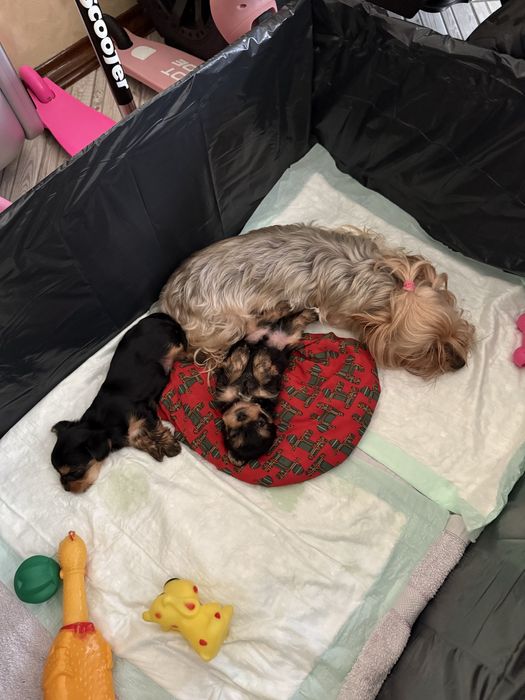 Продам Йоркчика , йокрширський терʼєр