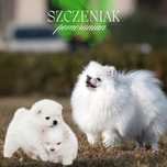 Szpic miniaturowy Pomeranian sunia