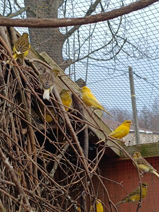 Kanarki z woliery zewnętrznej