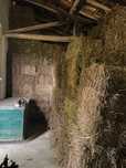 Fardos de feno (azevém, triticale, aveia e ervilhaca) / hay bales
