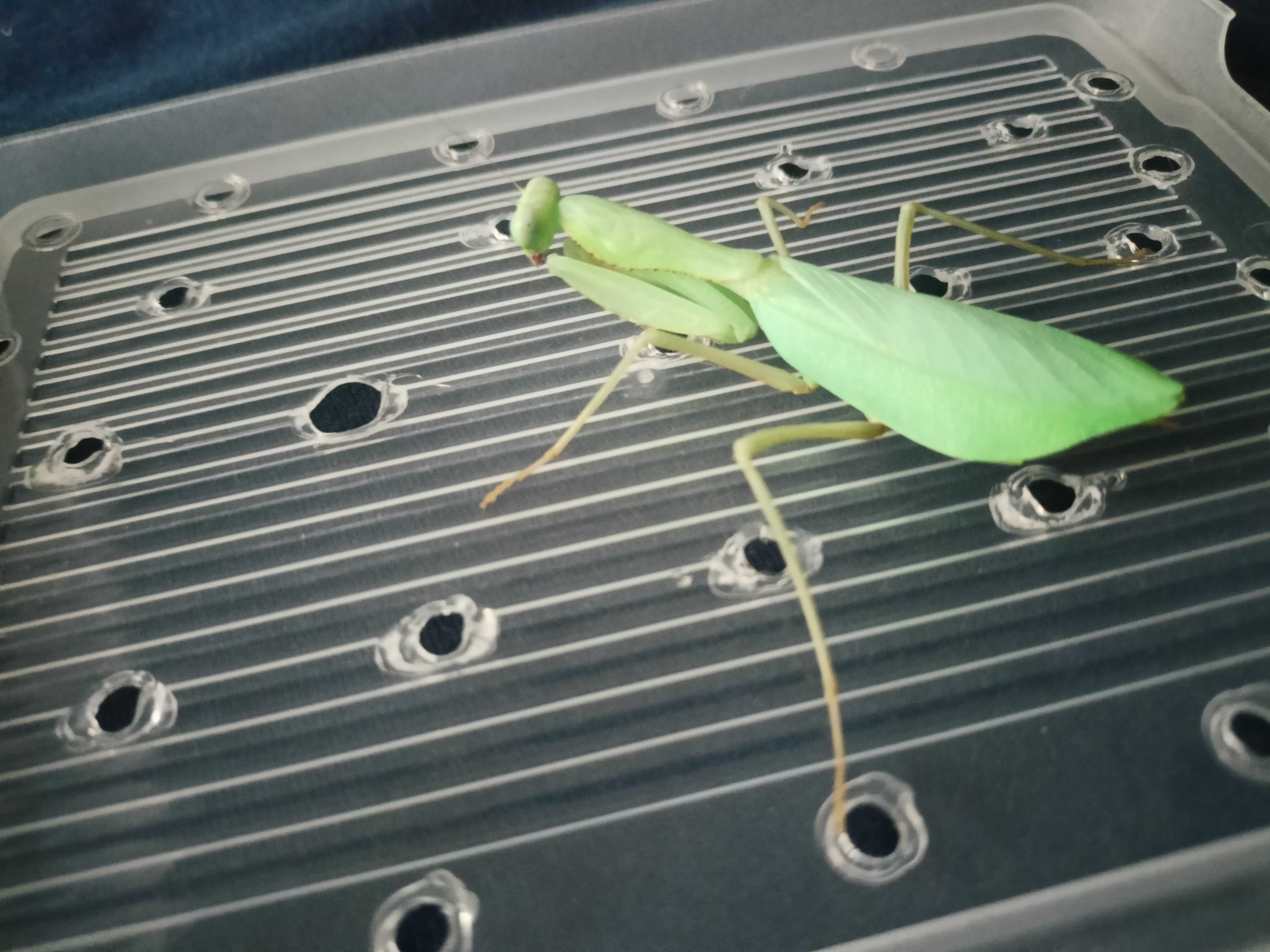 Modliszka gwinejska imago Sphodromantis viridis