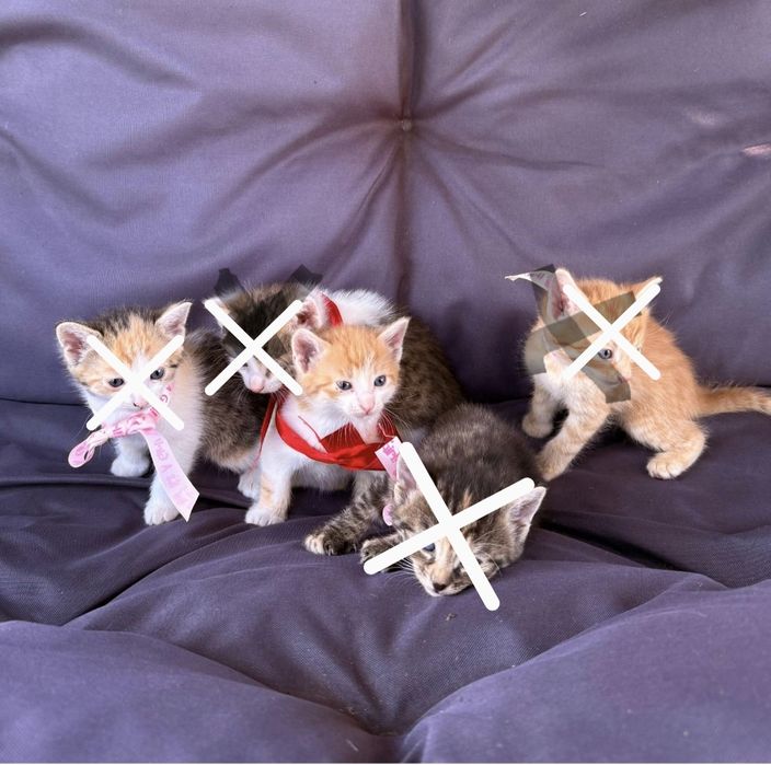 Oddam rudego małego uroczego kotka