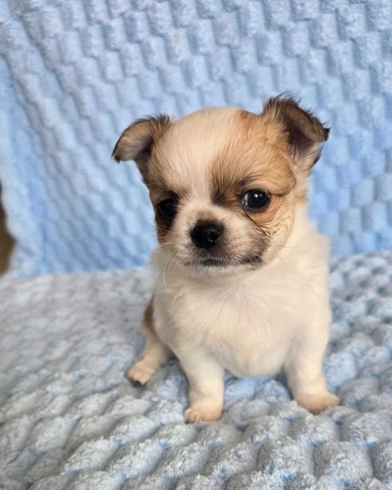 Chihuahua  piesek długowłosy  z rodowodem ZKwP FCI
