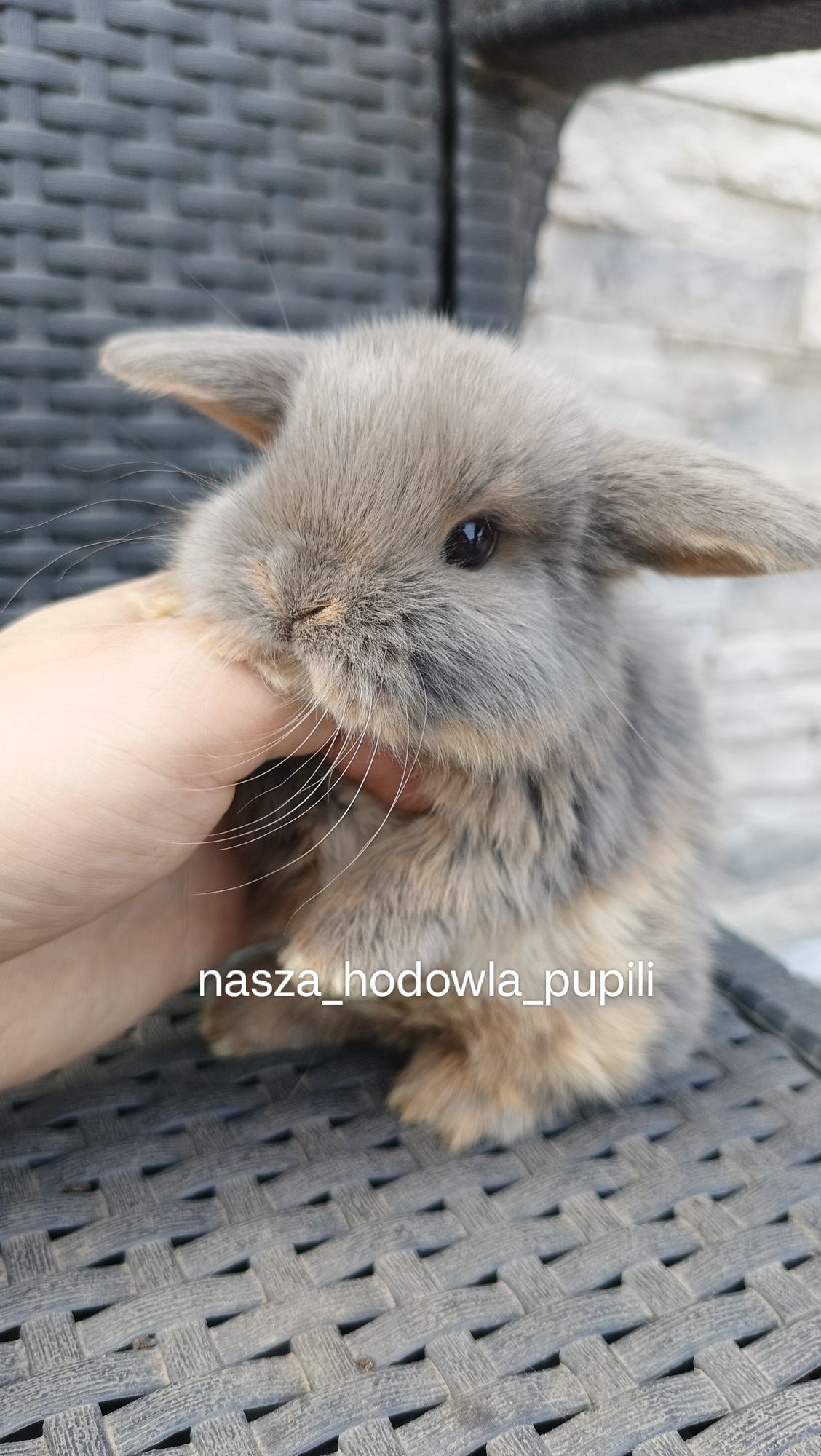 Mini lop króliki karzełek miniaturka baranek hodowla