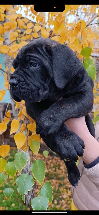 Цуцинята Кане-Корсо