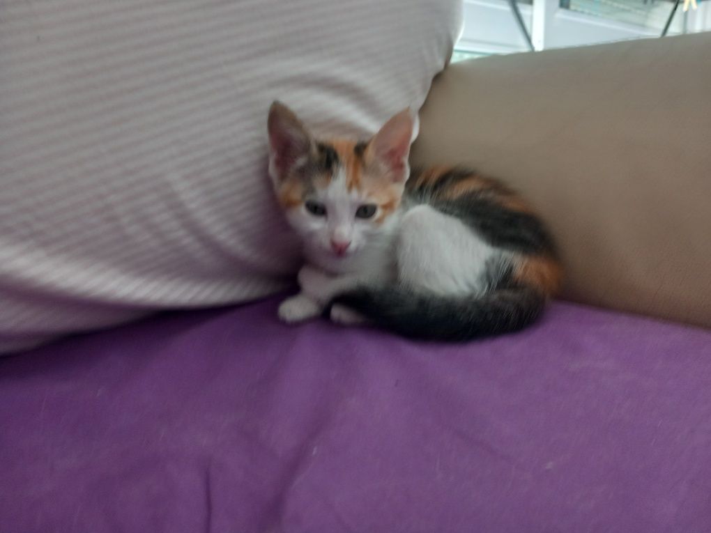 Gatos para adopção