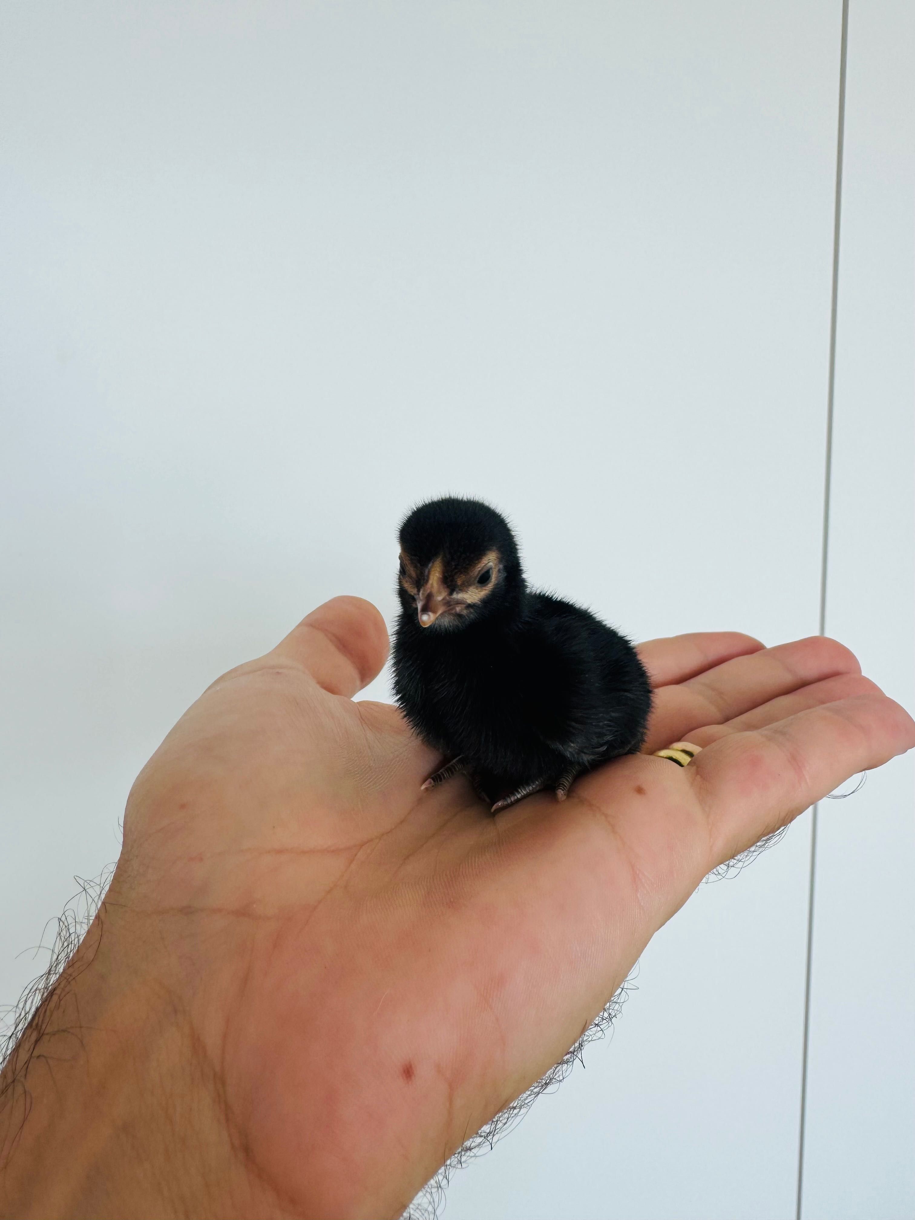 Vendo galinhas serama - a menor galinha do mundo!