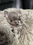 Chihuahua mini liliowy Piesek