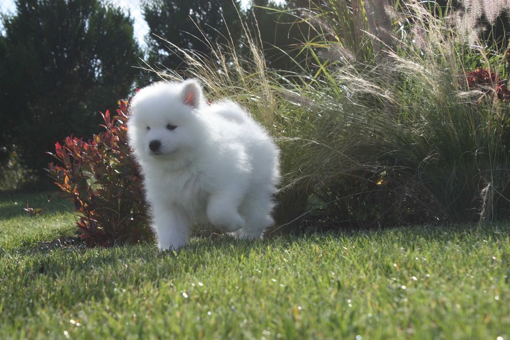 Samojed, Samoyed - piesek po utytułowanych rodzicach ZKwP