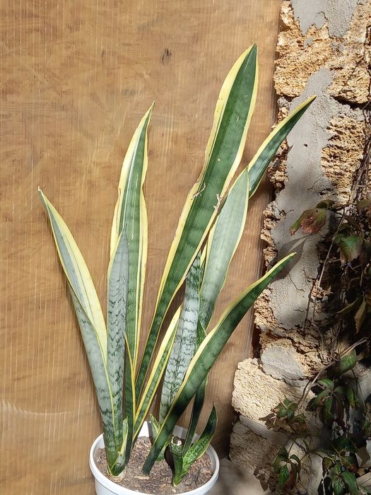 Сансевєрії  різних сортів. Декоративнолистні