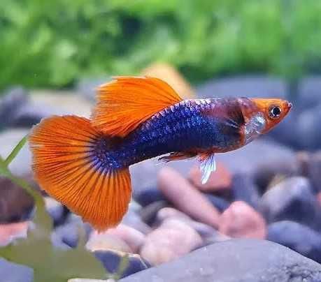 Gupik Tuxedo Koi