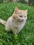 Кошенята/котята безкоштовно