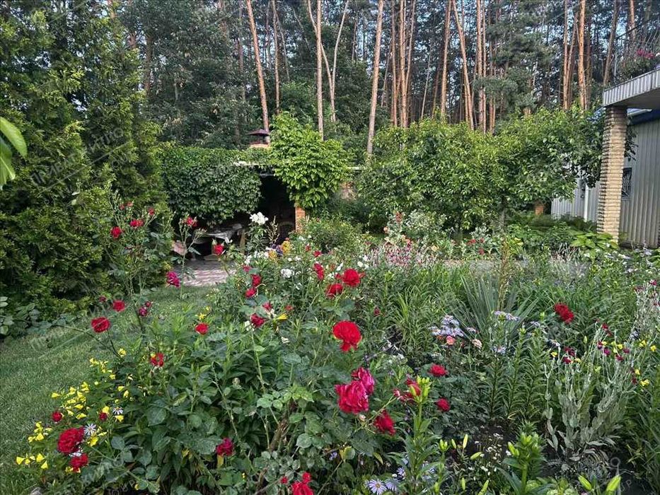 Сосни на ділянці, річка та пляж за воротами. Пошук закінчено!