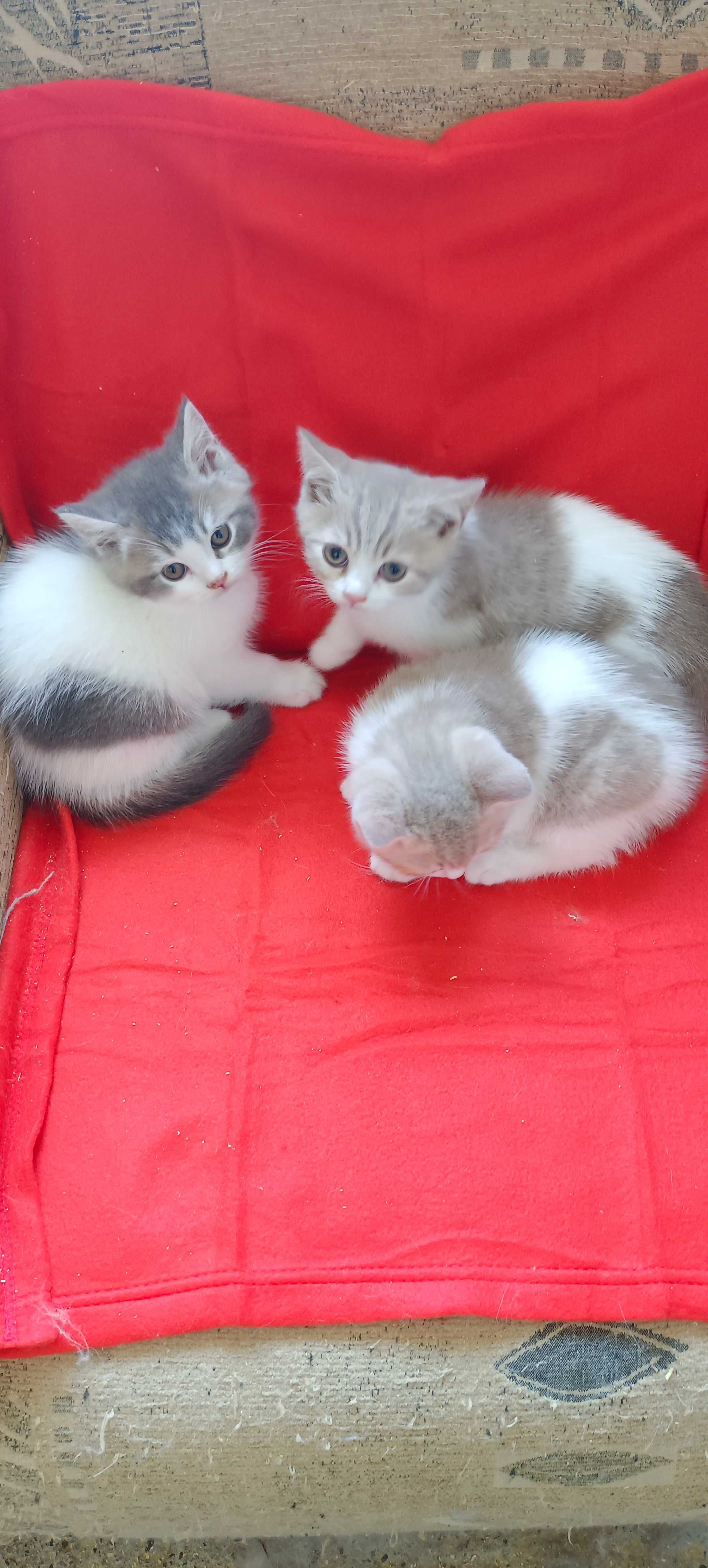 Kotek brytyjski -kocurek promocja.