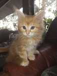 maine coon,ostatni kocur,  kot z rodowodem