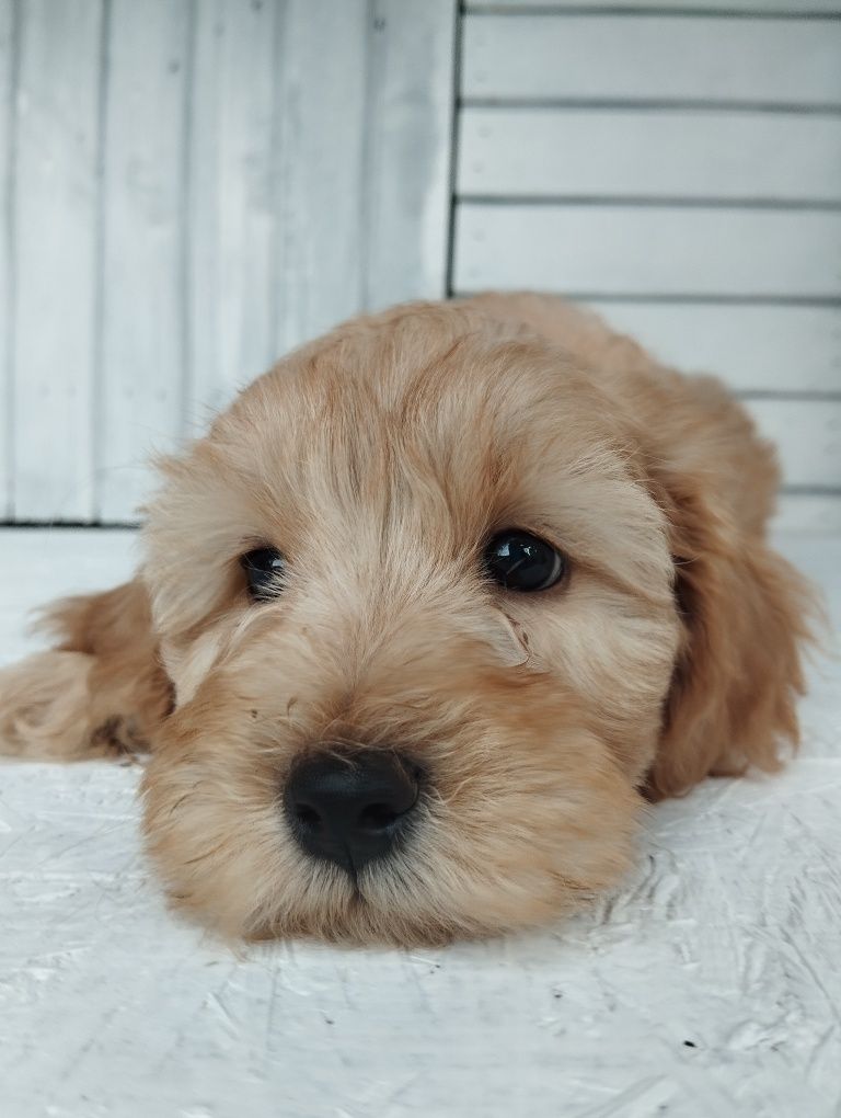 Cavapoo f1b , piesek Moris ( nie maltipoo pudel maltańczyk cavalier)