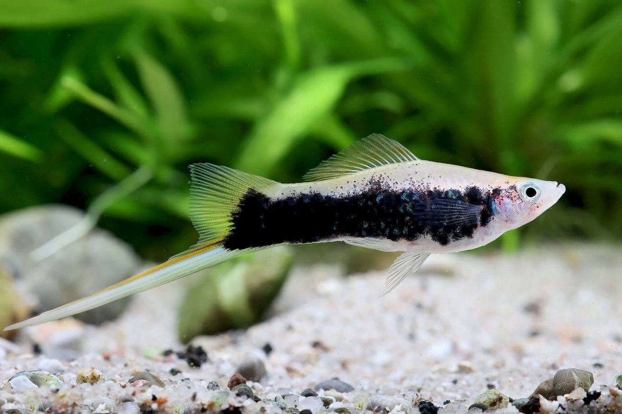 Mieczyk Black Tuxedo xiphophorus helleri rybki akwariowe rybka ryba