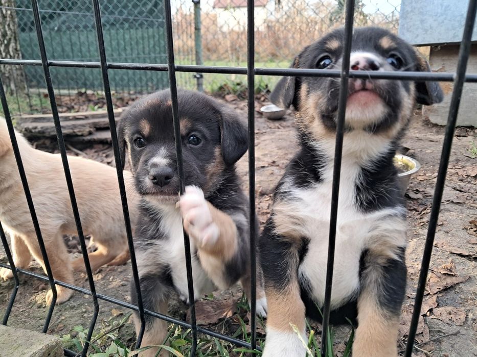 Oddam psiaki w dobre ręce za darmo.