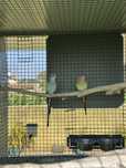 Varias aves cadais reprodutores e deste ano