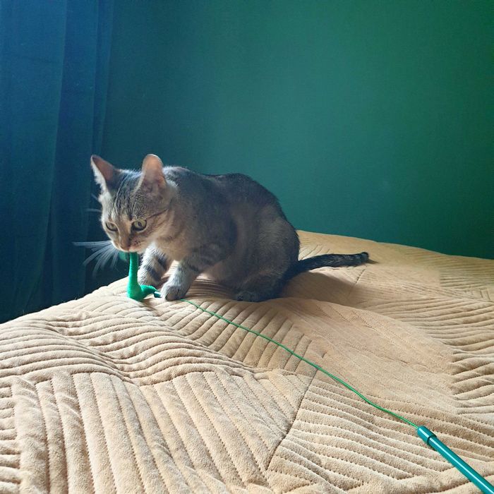 Koko szuka kochającego domku! Stowarzyszenie Częstochowa DLA ZWIERZĄT