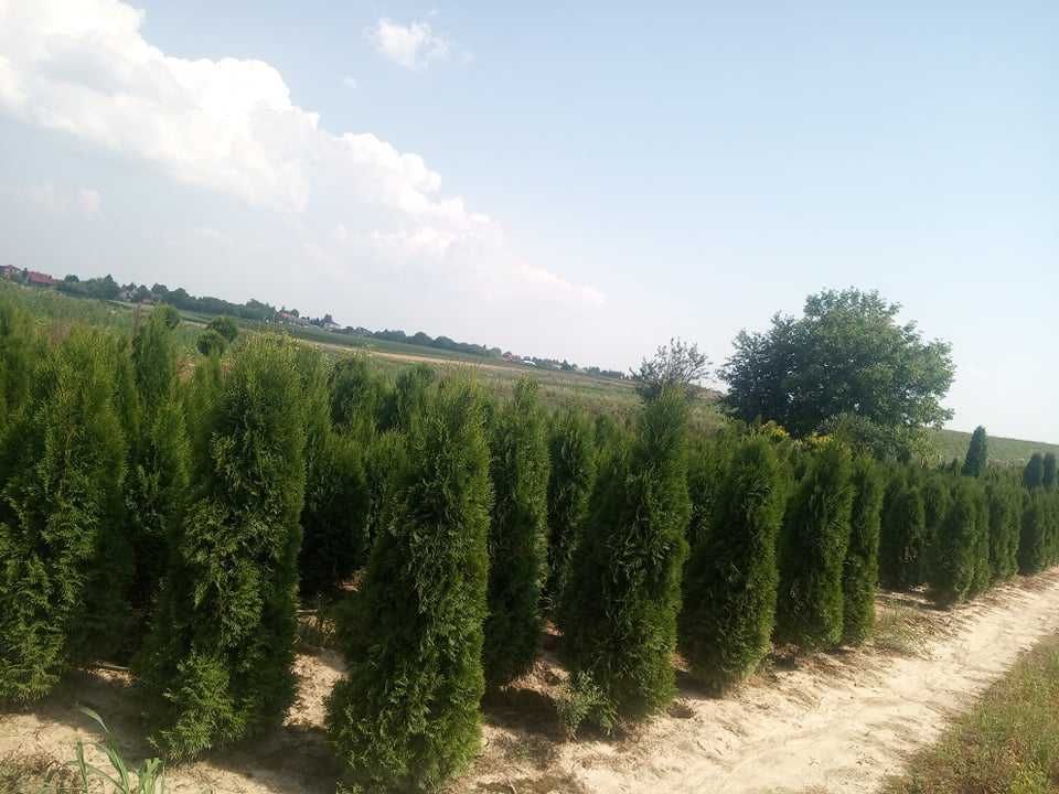 Tuja thuja szmaragd w doniczkach 140-160cm Dostawa