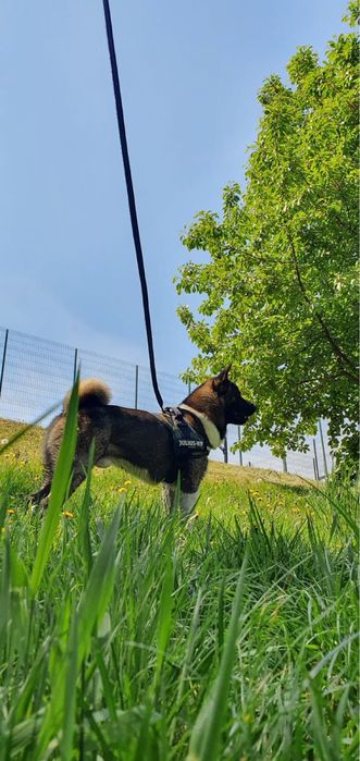 Вязка американська акіта