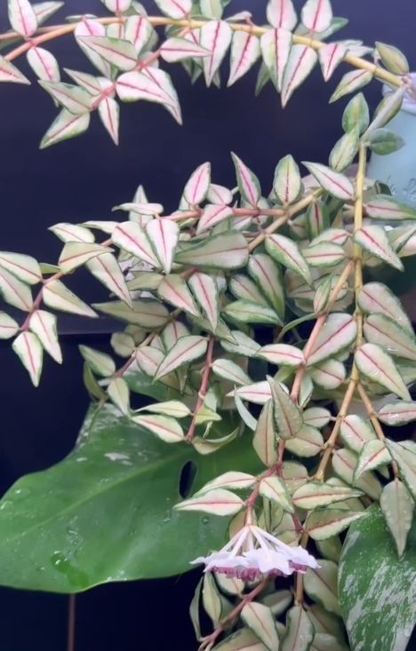 Hoya hoja kolekcjonerskie variegata varie syngonium monstera epi