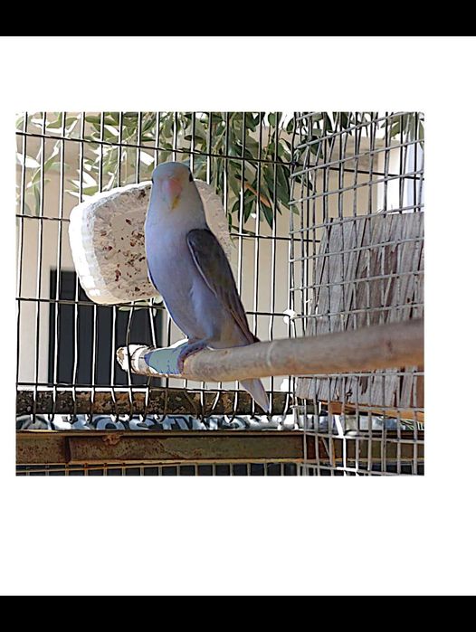 Agapórni Fêmea Adulta