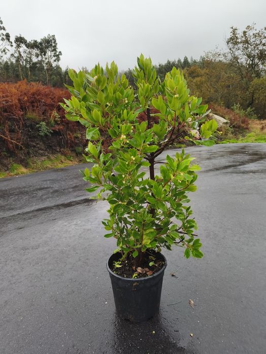 Oliveiras Galegas e outras árvores