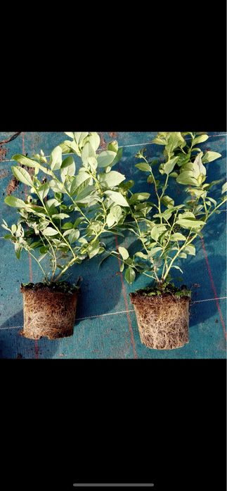 Borówka Amerykańska / Sadzonki Borówki Amerykańskiej /Sadzonka Borówki