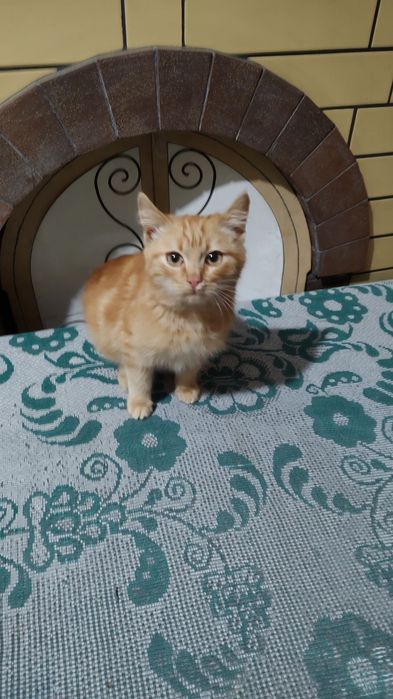 Рыжий котенок в добрые руки