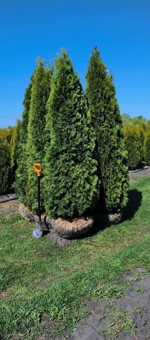 Туї Смарагд, Туя Даніка, туі Колумна