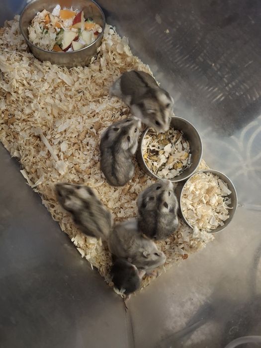 Sprzedam chomiki dżungarskie