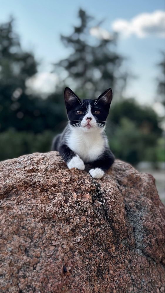 Кошенята шукають дім