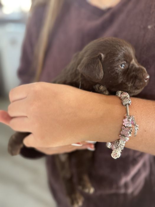 Labrador magnífico,