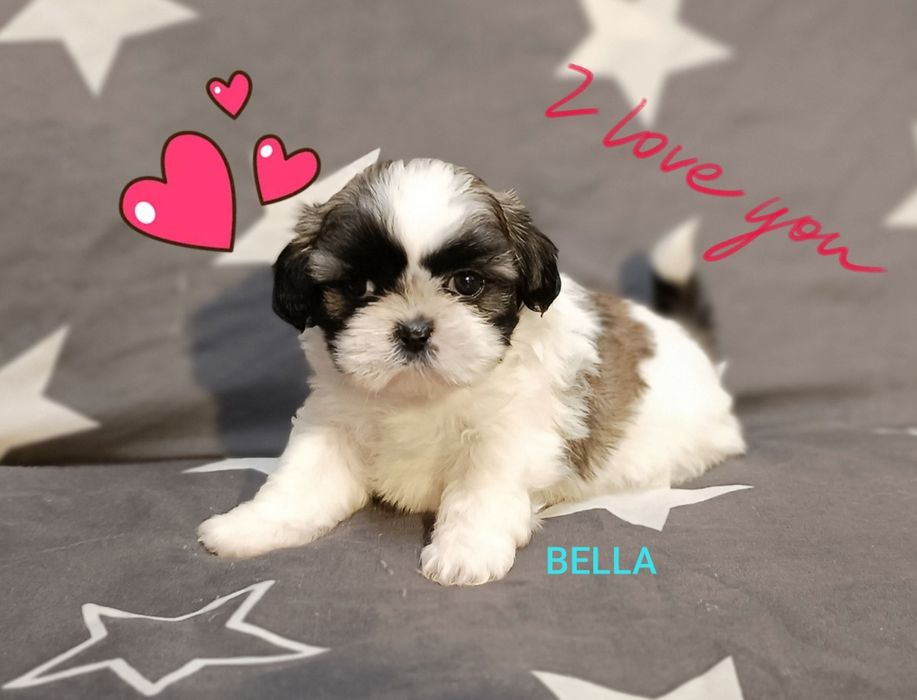 Shih Tzu suczka z rodowodem. Odbiór od 18.10.25