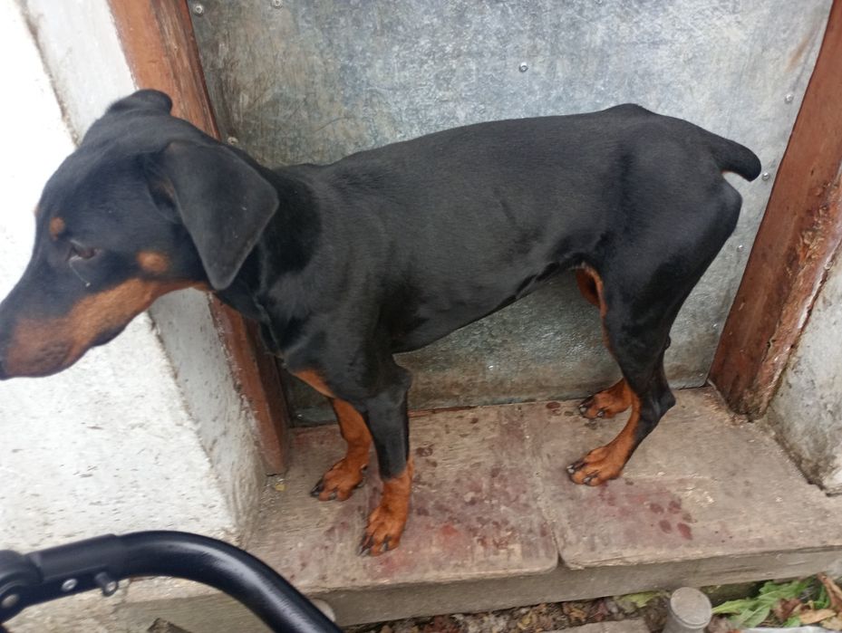 Добермана дівчинку