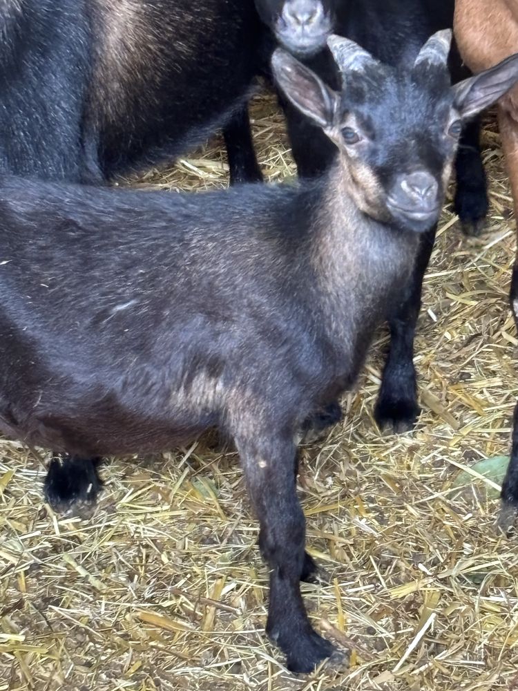 Cabrito  micro anão