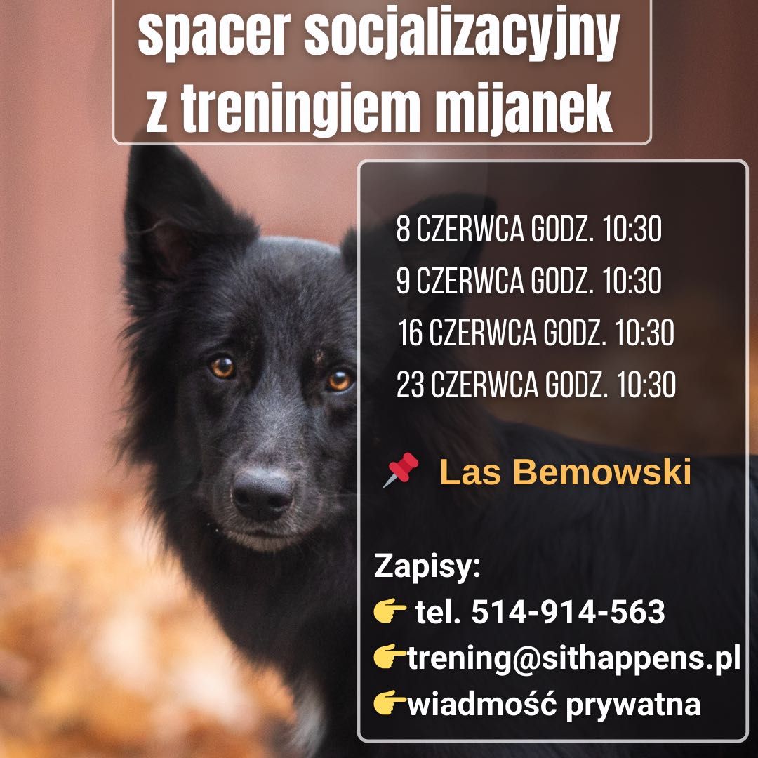 Spacery socjalizacyjne dla psów z treningiem mijanek Warszawa