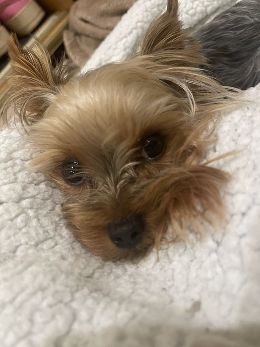 Йорк мінік хлопчик 2,5 роки в добрі  руки