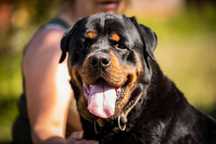 Willy rottweiler do adopcji