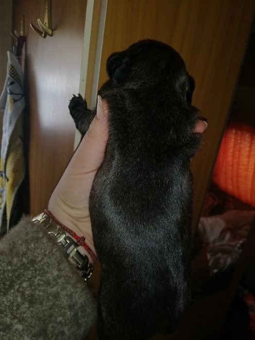 Французики хлопчики та дівчатка є доставка по всій Україні