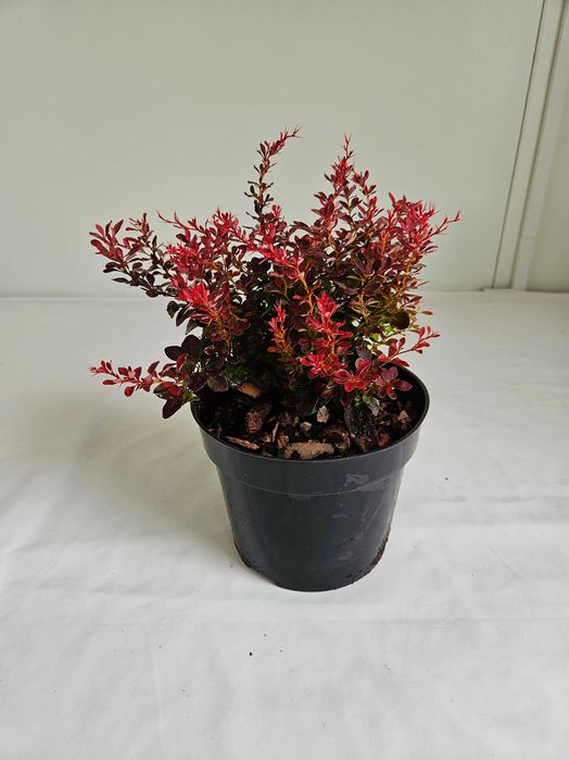 Berberys Bagatelle 30cm karłowy krzew ozdobny o czerwonych liściach C2