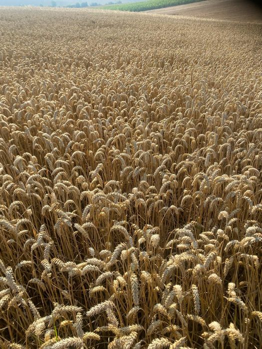 Sprzedam pszenicę i kukurydze