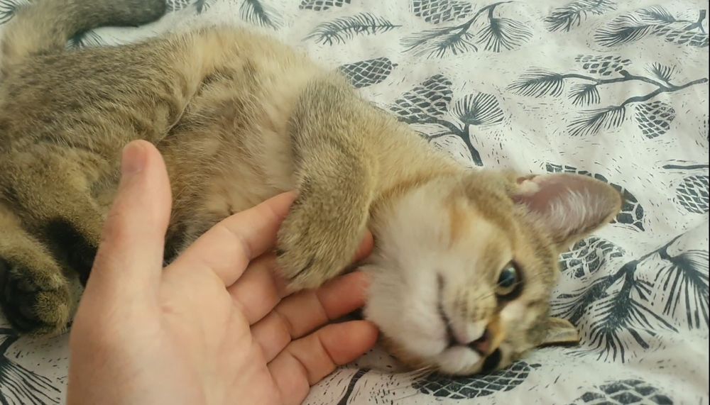 Шотландские котята, золотая шиншилла, три прямоушки, девочка вислоушка