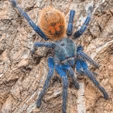 Паук Chromatopelma cyaneopubescens 
Адульт самка 

Паук достаточно кру