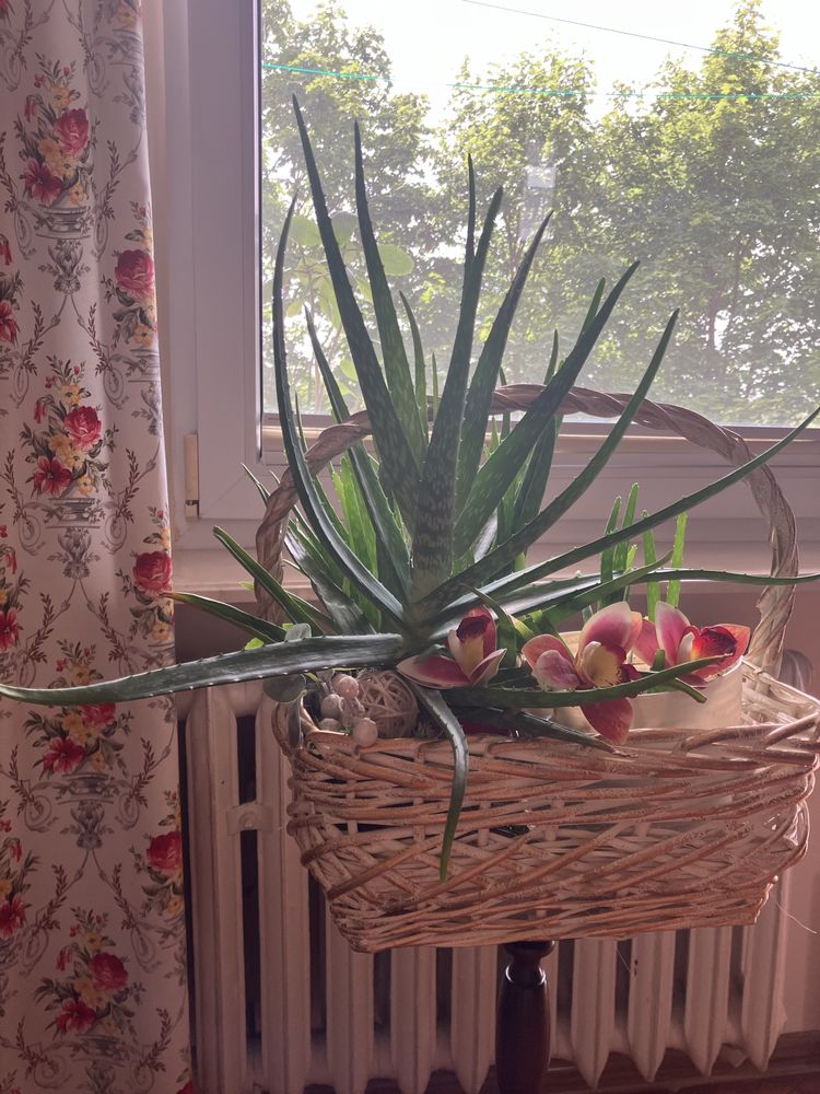 Aloes duży i mały w dwóch doniczkach i koszu