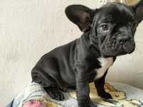 Buldog francuski Czarny!!