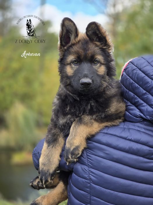 Owczarek Staroniemiecki - Piesek - do odbioru - 11 tygodni