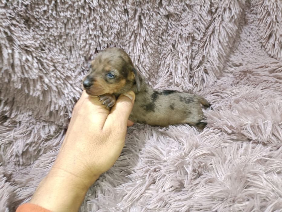 Teckel kanichen fêmea arlequim